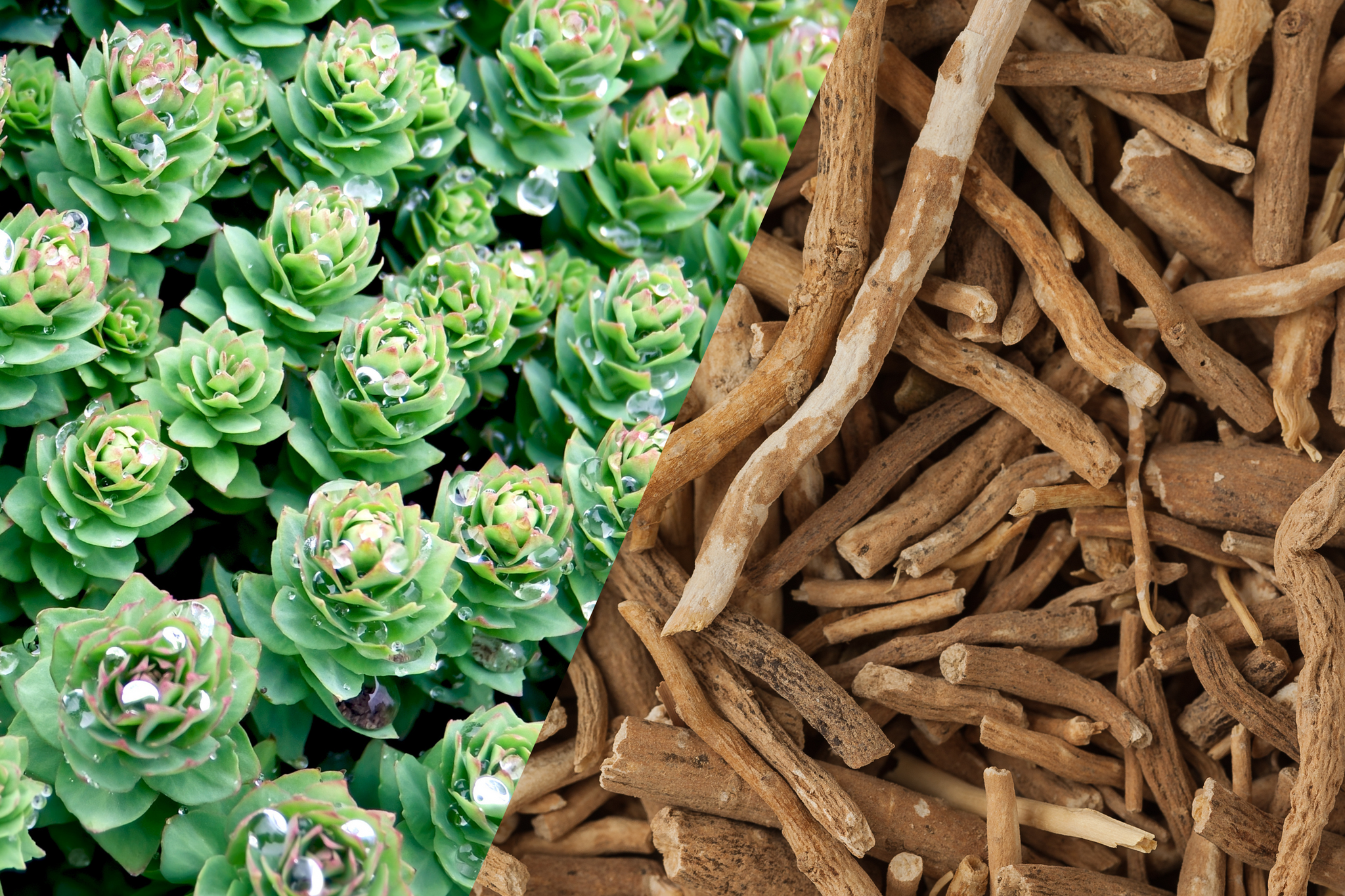 Ashwagandha vs Rhodiola