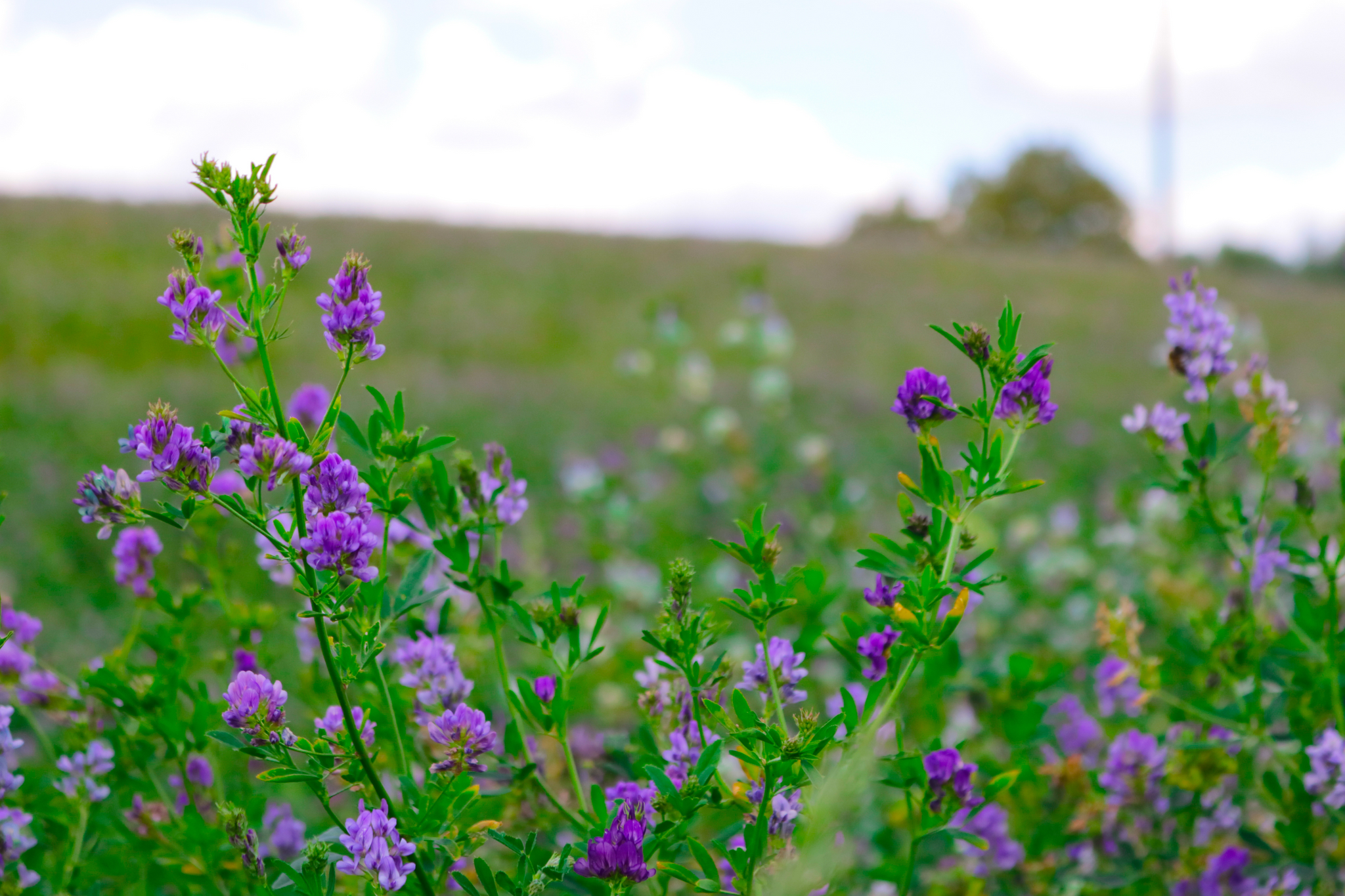 Benefits of Alfalfa 