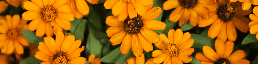 calendula tincture for dog