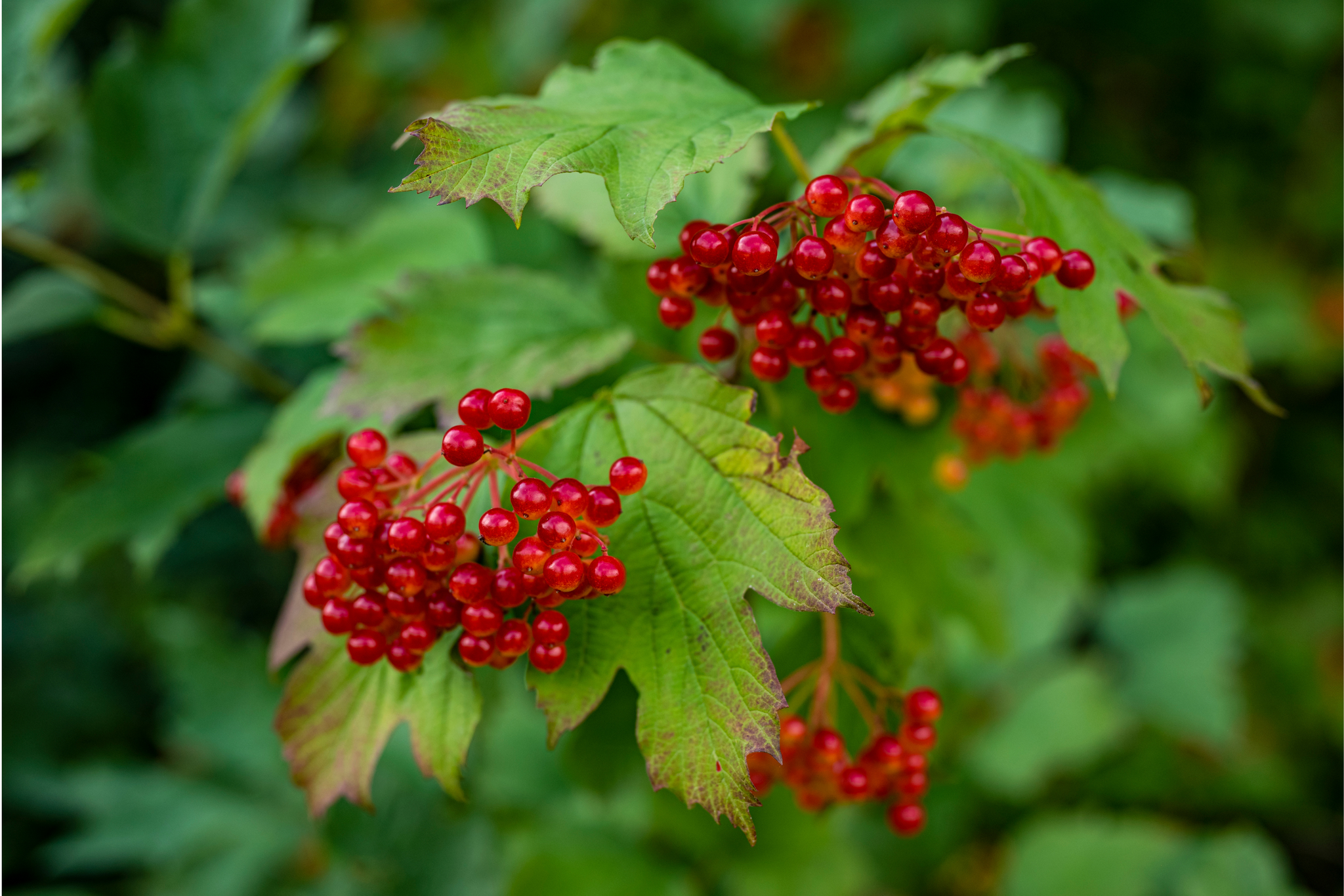 cramp bark benefits