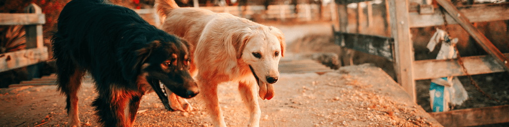 milk thistle for dogs