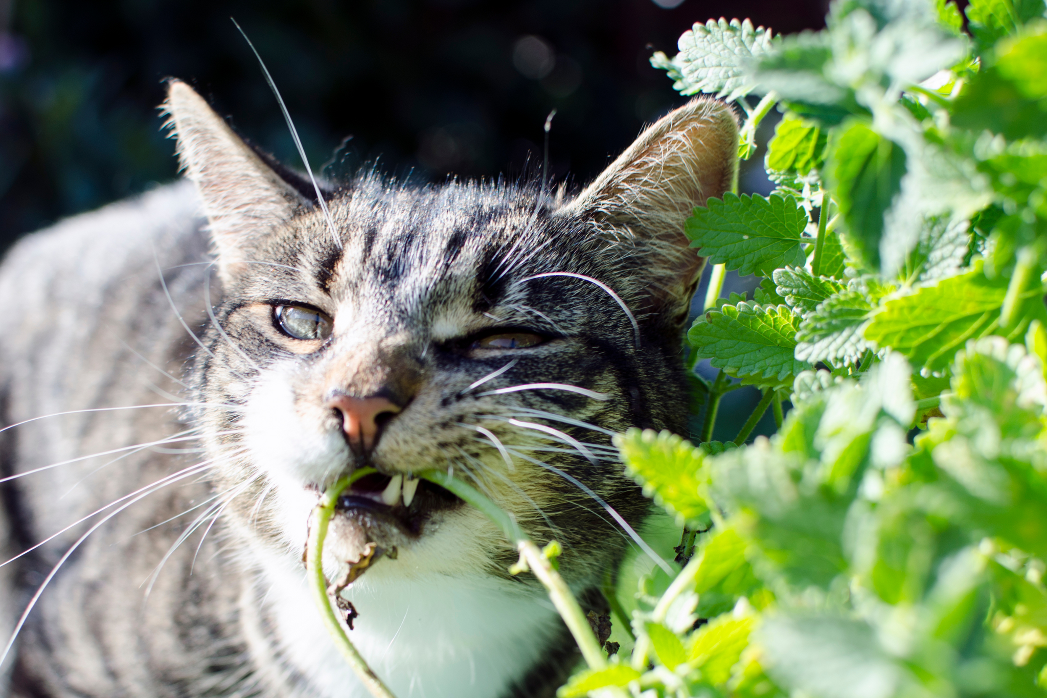 herbs safe for cats