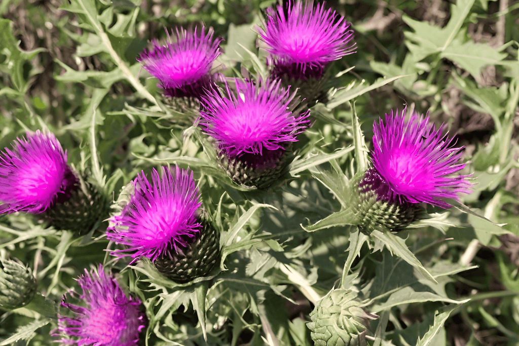 Milk Thistle for Cat