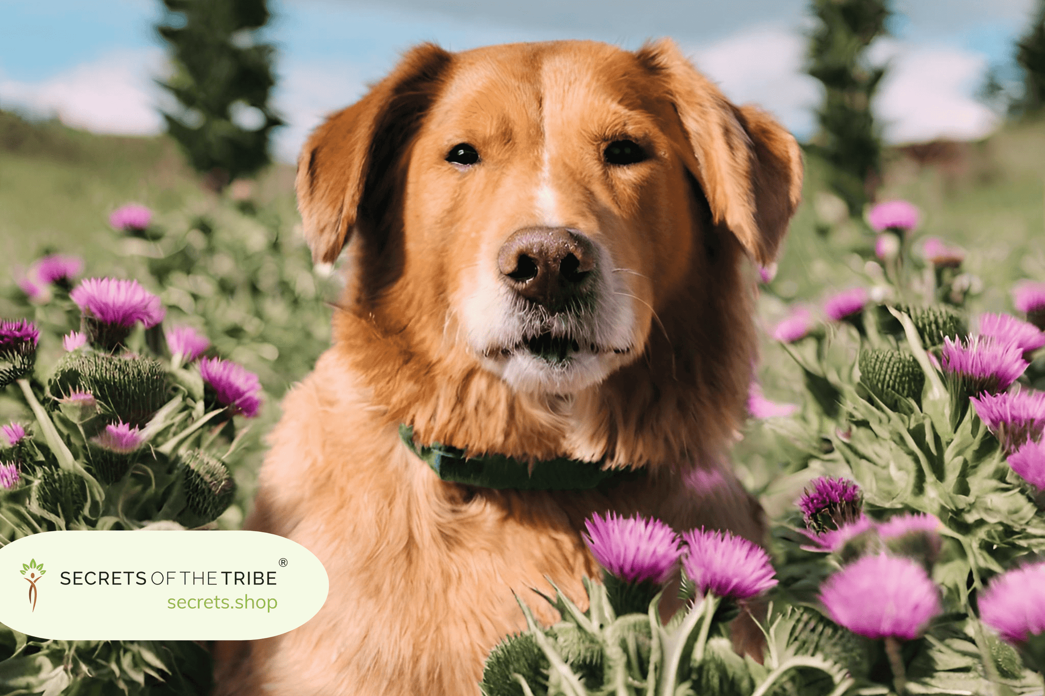 molk thistle for dogs