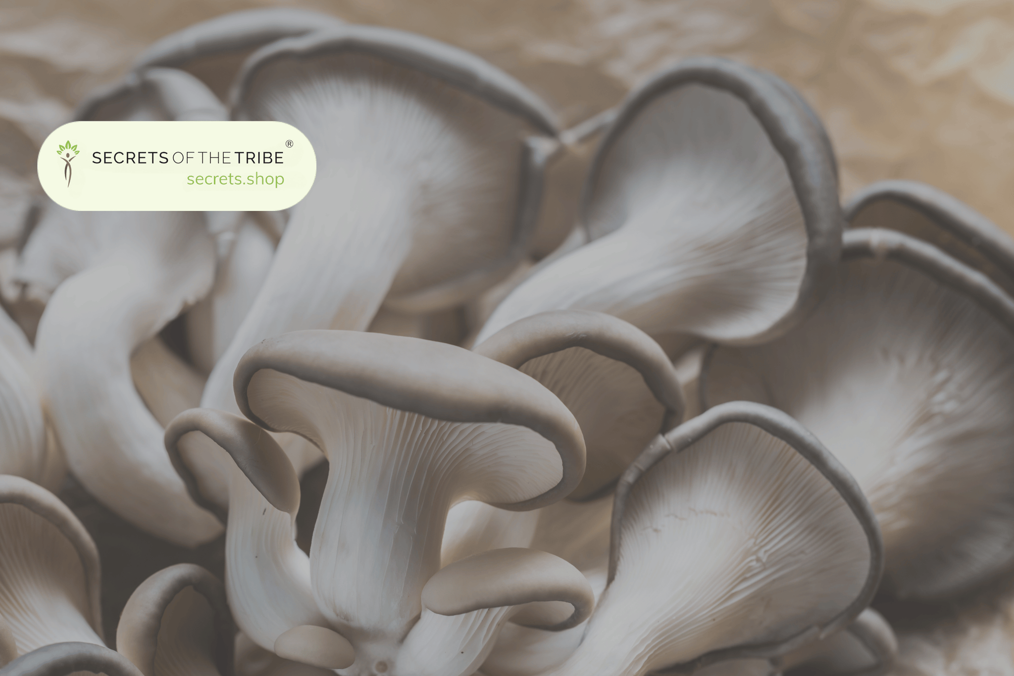 Best Mushroom For Gut Health