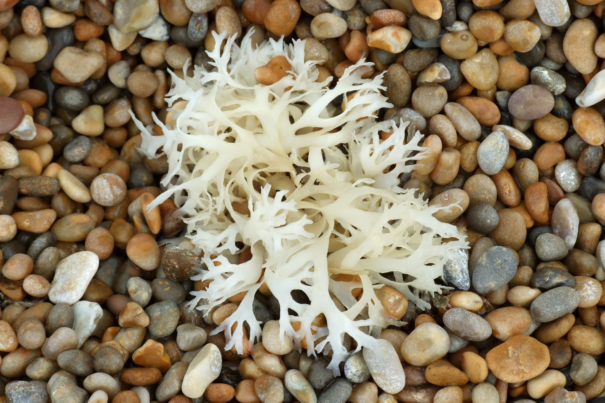 natural sea moss