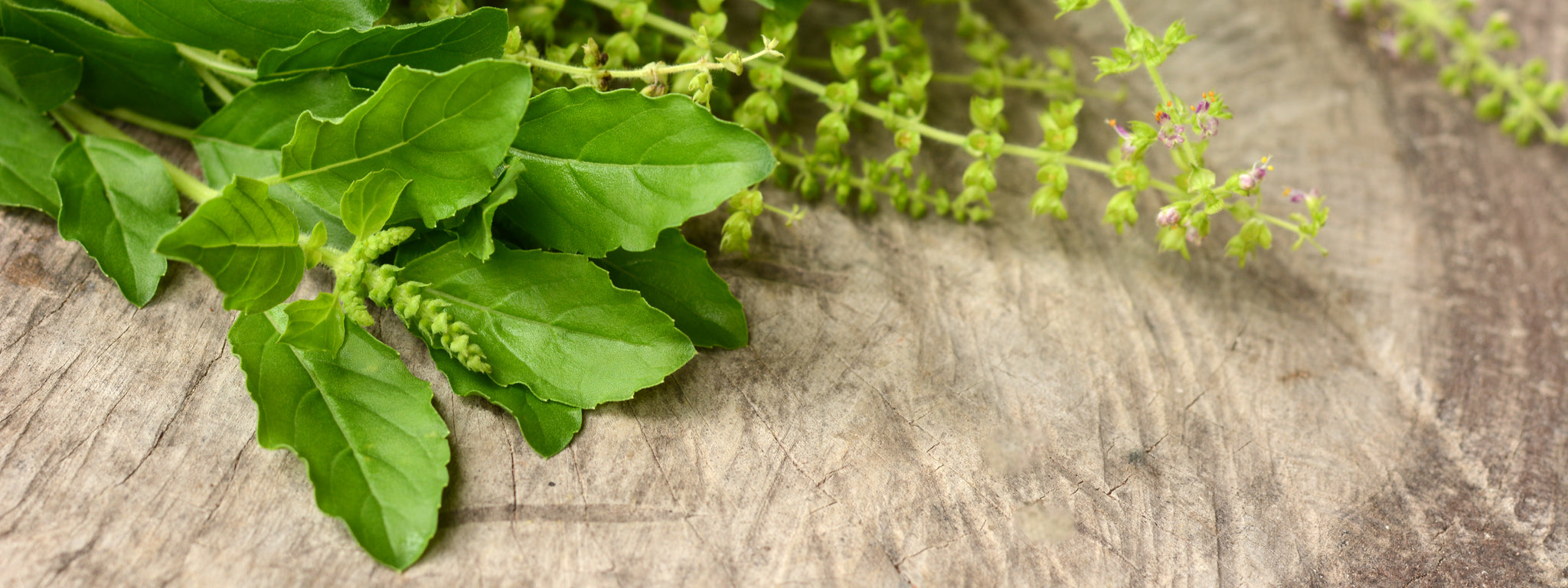 Holy Basil Facts You Need to Know Secrets Of The Tribe