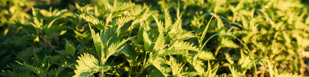 stinging nettle vs catnip