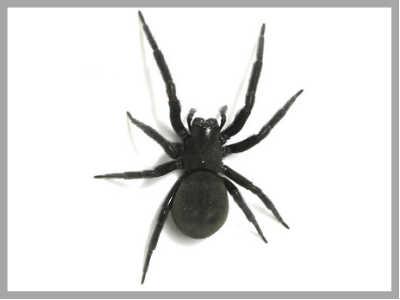 Common house spiders you may see around your home — Wet & Forget Australia