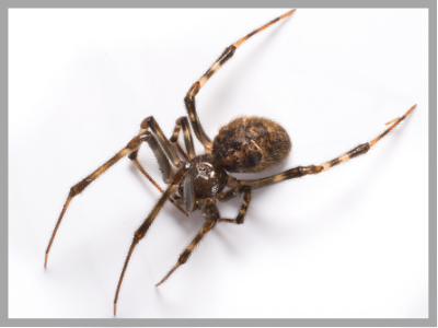 Myth: You identify spiders by markings
