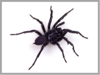 Top 10 most dangerous Australian spiders - Australian Geographic