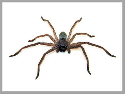 Common Australian Spiders - How Dangerous are they?