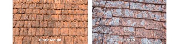 Images of Lichen and Black Mould on a Terracotta Tile Roof