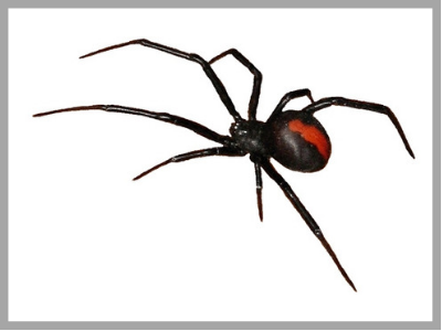 Common house spiders you may see around your home — Wet & Forget Australia