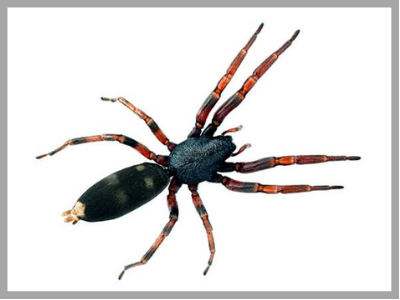 Spiders - The Australian Museum