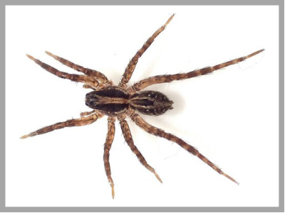 Common Australian Spiders - How Dangerous are they?