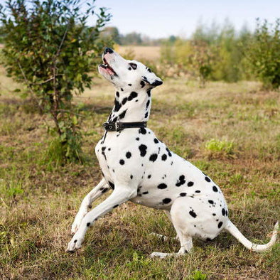 what happens if a dog eats a beetle