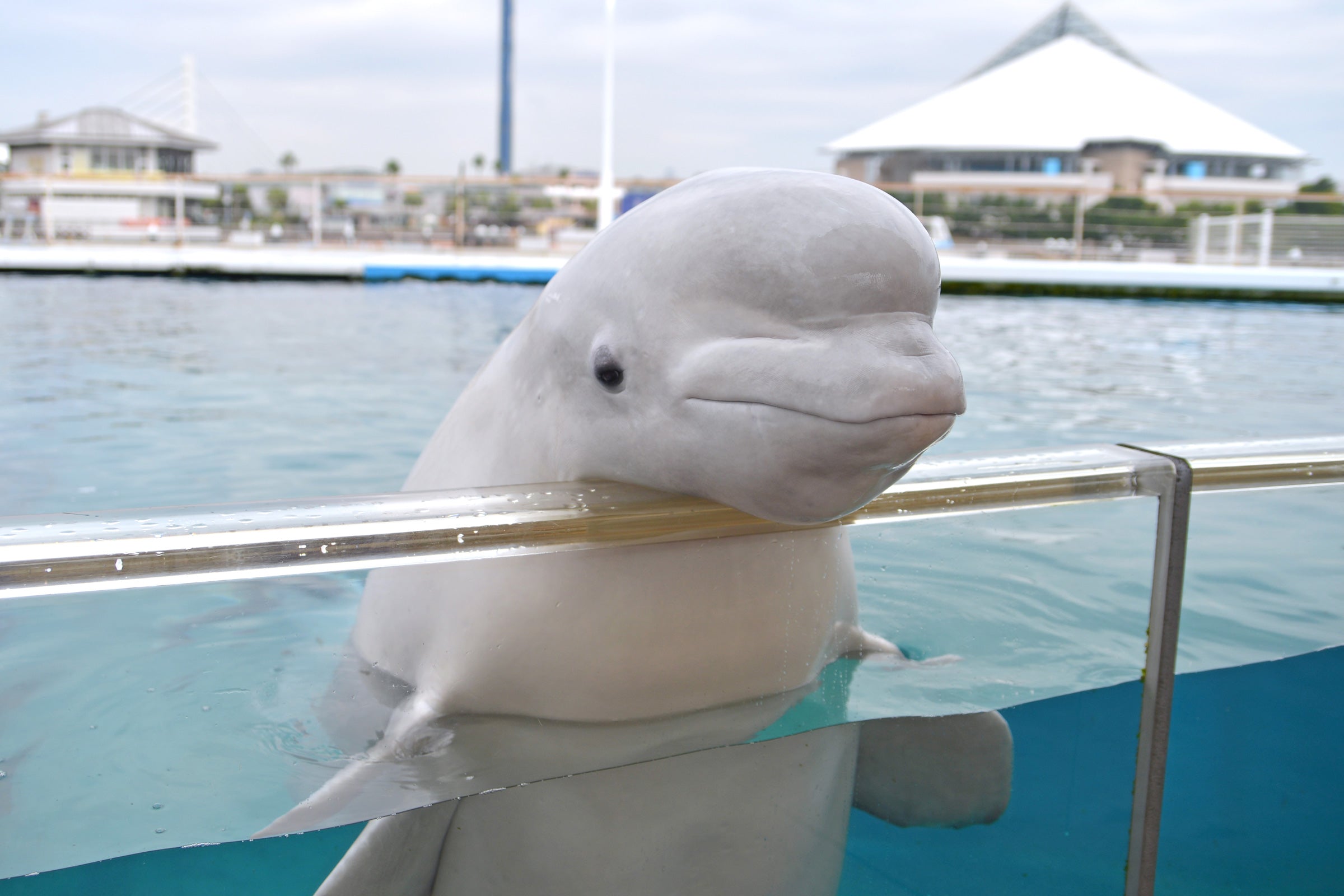 八景島 シロイルカ 特大 ぬいぐるみ - ぬいぐるみ