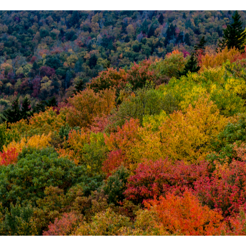 Fall foliage Blue Ridge Mountains