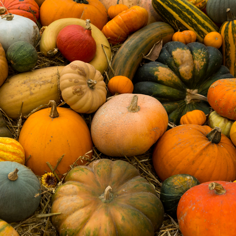 Different kinds of Pumpkins - Image from Canva