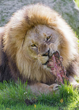 BBQ Lion Loves Meat