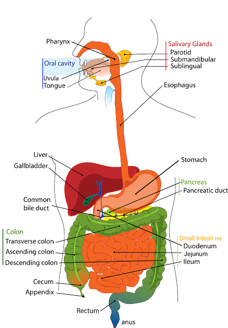 know your digestive system