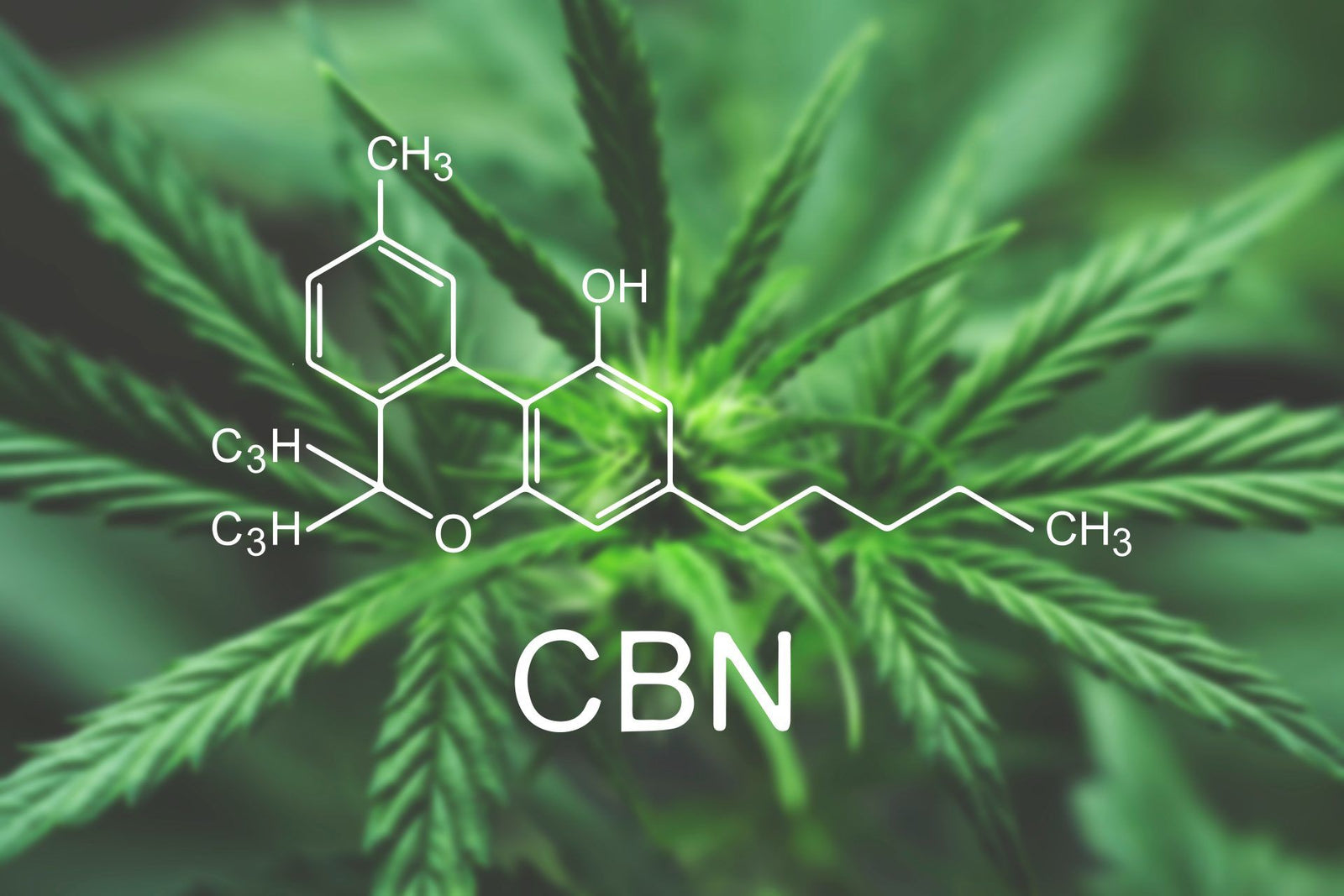 What Is CBN? - Joy Organics