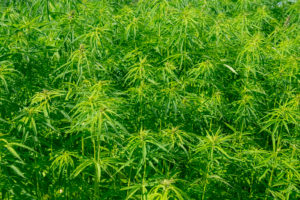 Agricultural field with adult industrial hemp plants