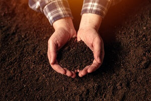 hands cupping soil