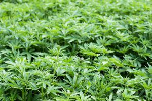 field of cannabis plants