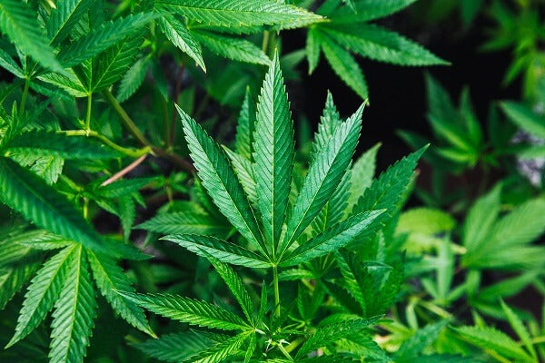 top high-cbd cannabis strains