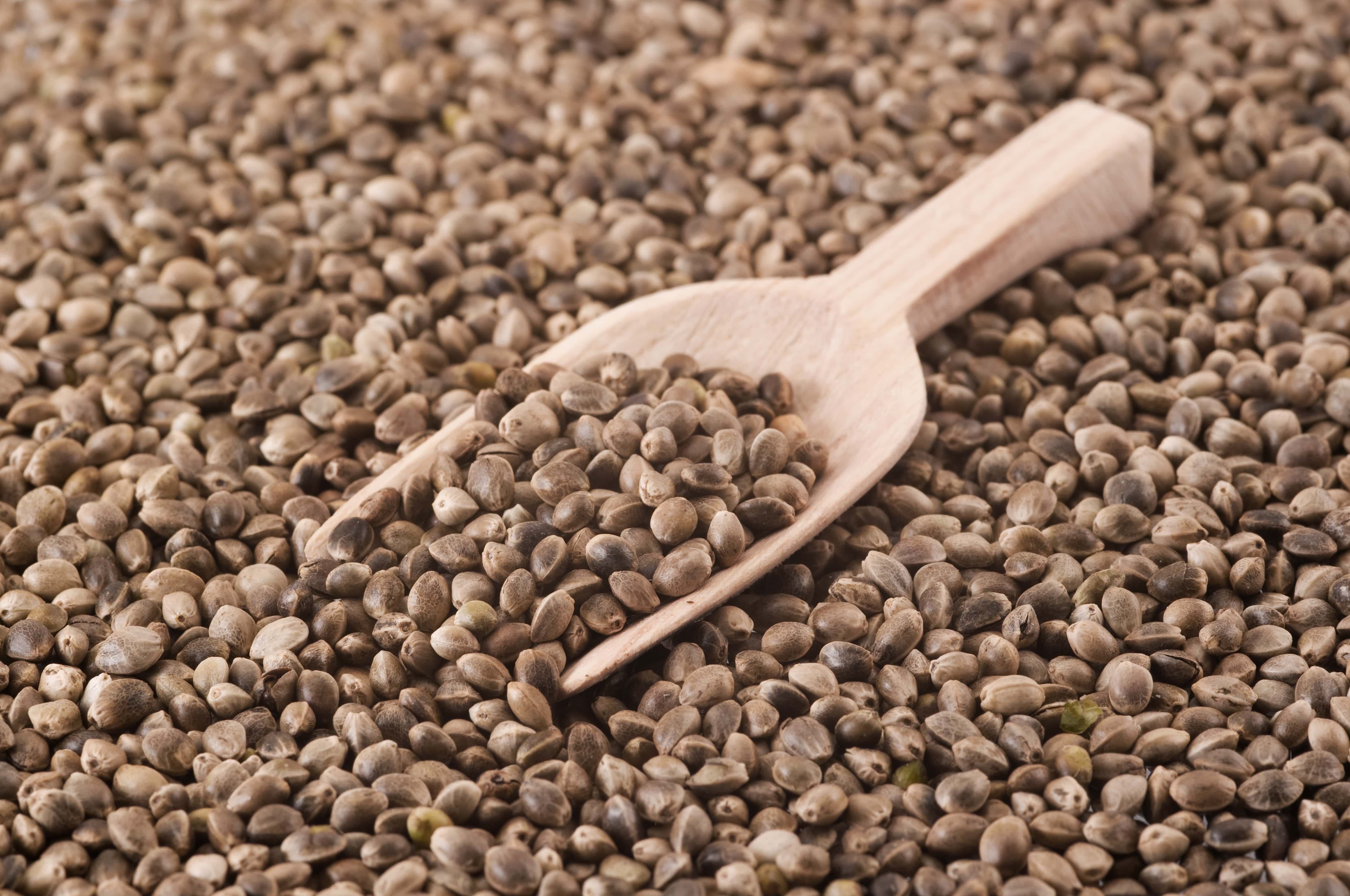 pile of hemp seeds