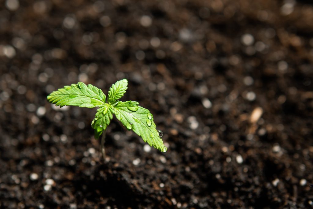 hemp plant in soil