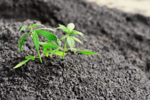 hemp sprouts: economic benefits of hemp production