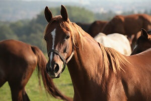 CBD pellets for horses