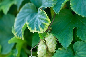 humulus plants related to cannabis