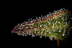 trichome hairs with bulbous tip