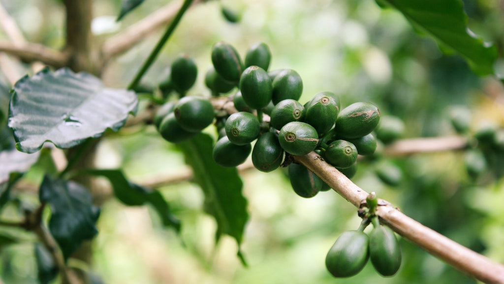 Was ist Bio Kaffee? Was ist Bio Espresso? Ist Bio Kaffee gesund? Darauf musst du achten? Auf der Abbildung ist eine Kaffeepflanze mit Kaffeekirschen zu sehen.i
