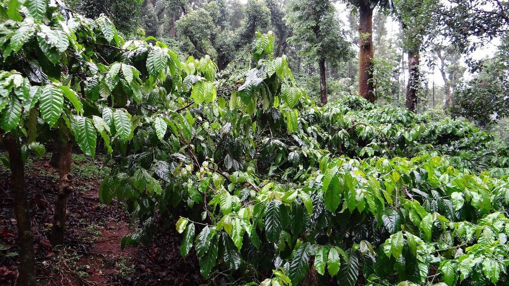 Das Bild zeigt eine Kaffeeparzelle in einem Mischwald. Bio Kaffee wird ohne Pestizide, Herbizide und ohne bestimmte Düngemittel angebaut.