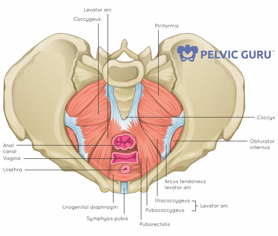 Pelvic floor muscles