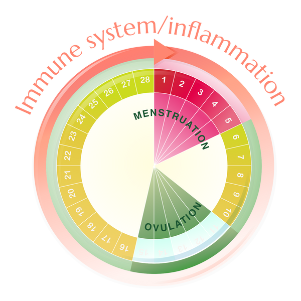 Immune system and menstrual cycle