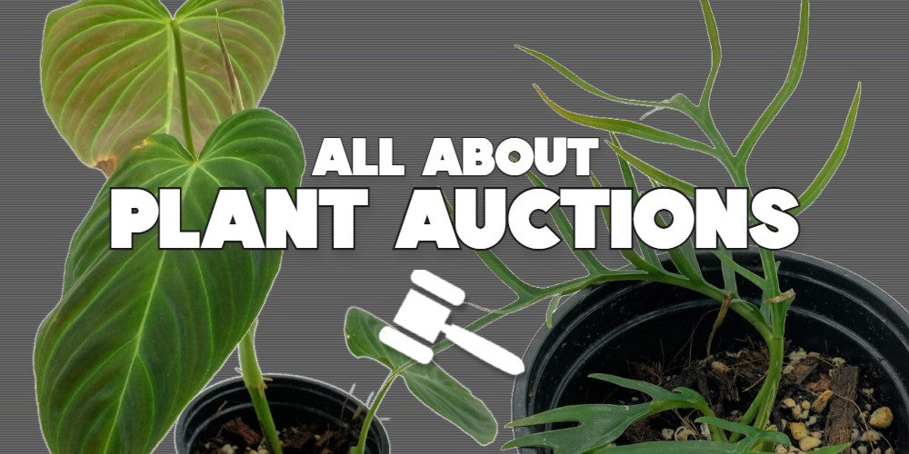Learn more about Rare Plant Auctions at Rice Road Greenhouses