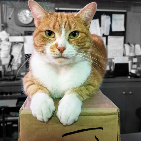 Gerri the Cat, one of the resident mouser cats at Rice Road Greenhouses