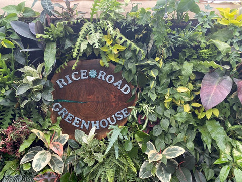 501 Red Stone 1/2 — Rice Road Greenhouses