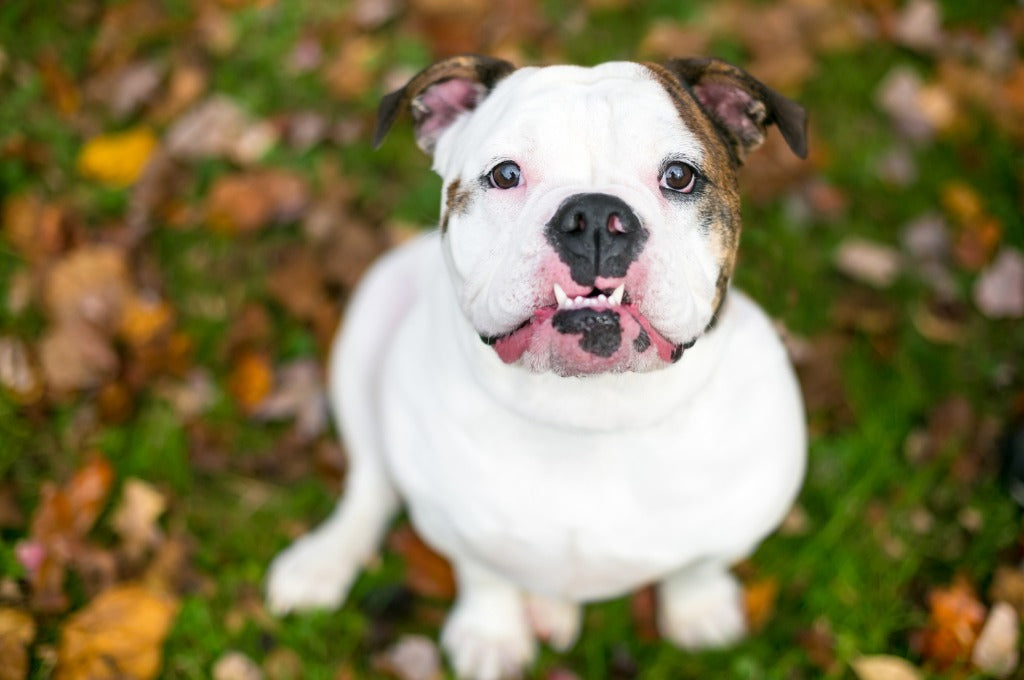 10 Famous Dog Breeds With Underbites
