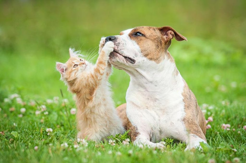 Get introduced to 10 lovable and best dog breed for cats