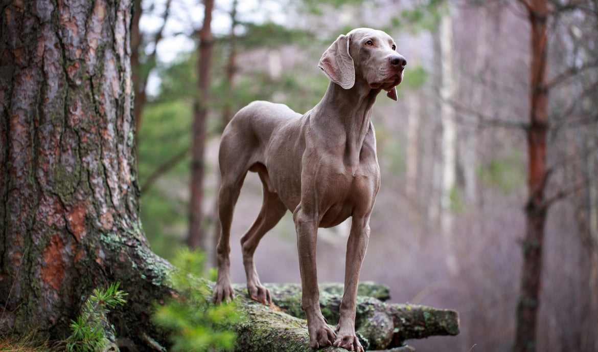 11. Weimaraner