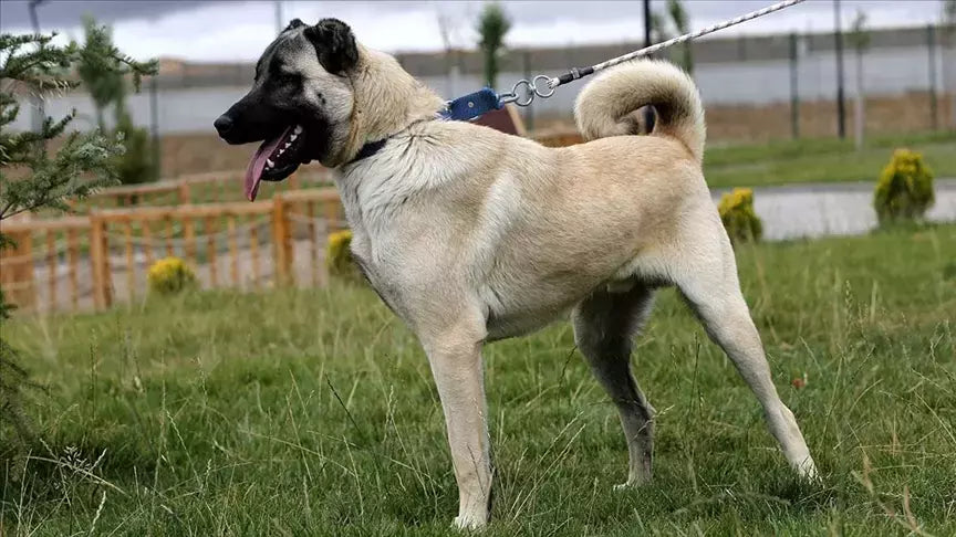 Kangals