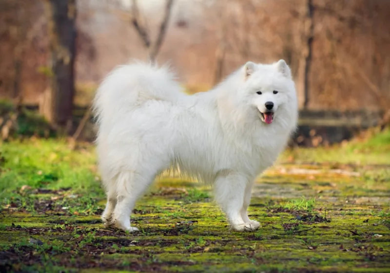 Samoyed