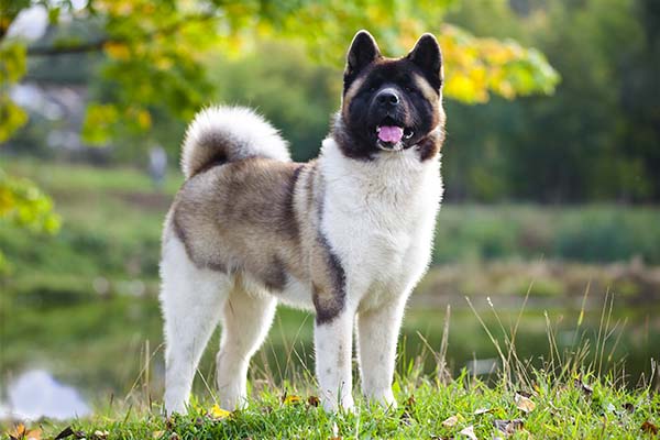 Akita Inu